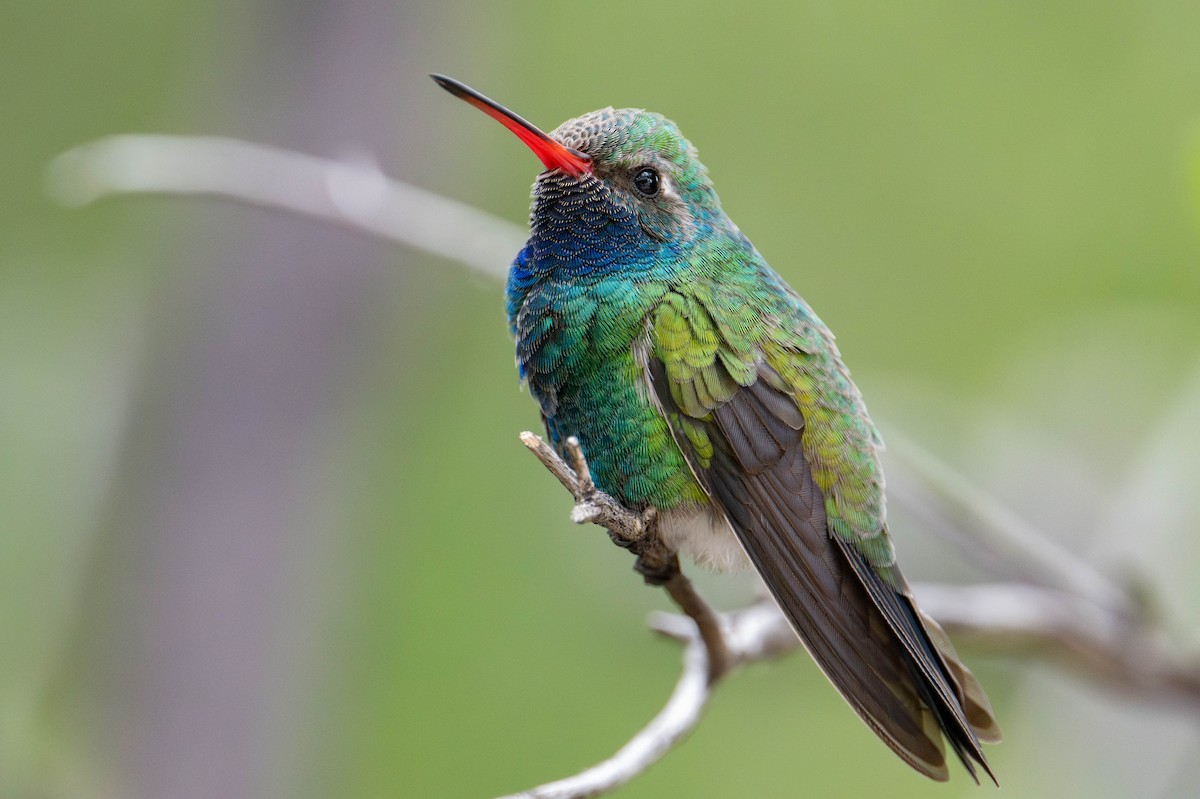 Broad-billed Hummingbird - Nancy Christensen