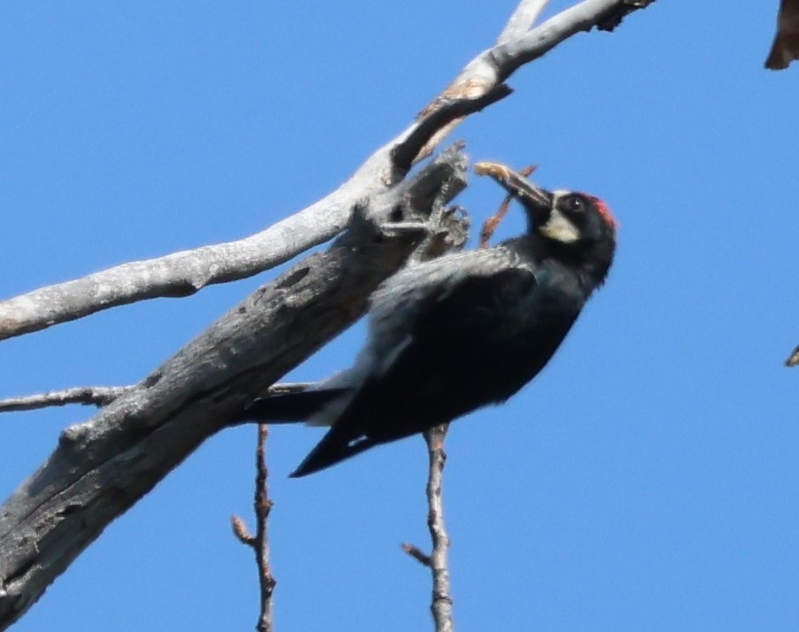 ebird-checklist-22-sep-2023-greenhorn-park-28-species