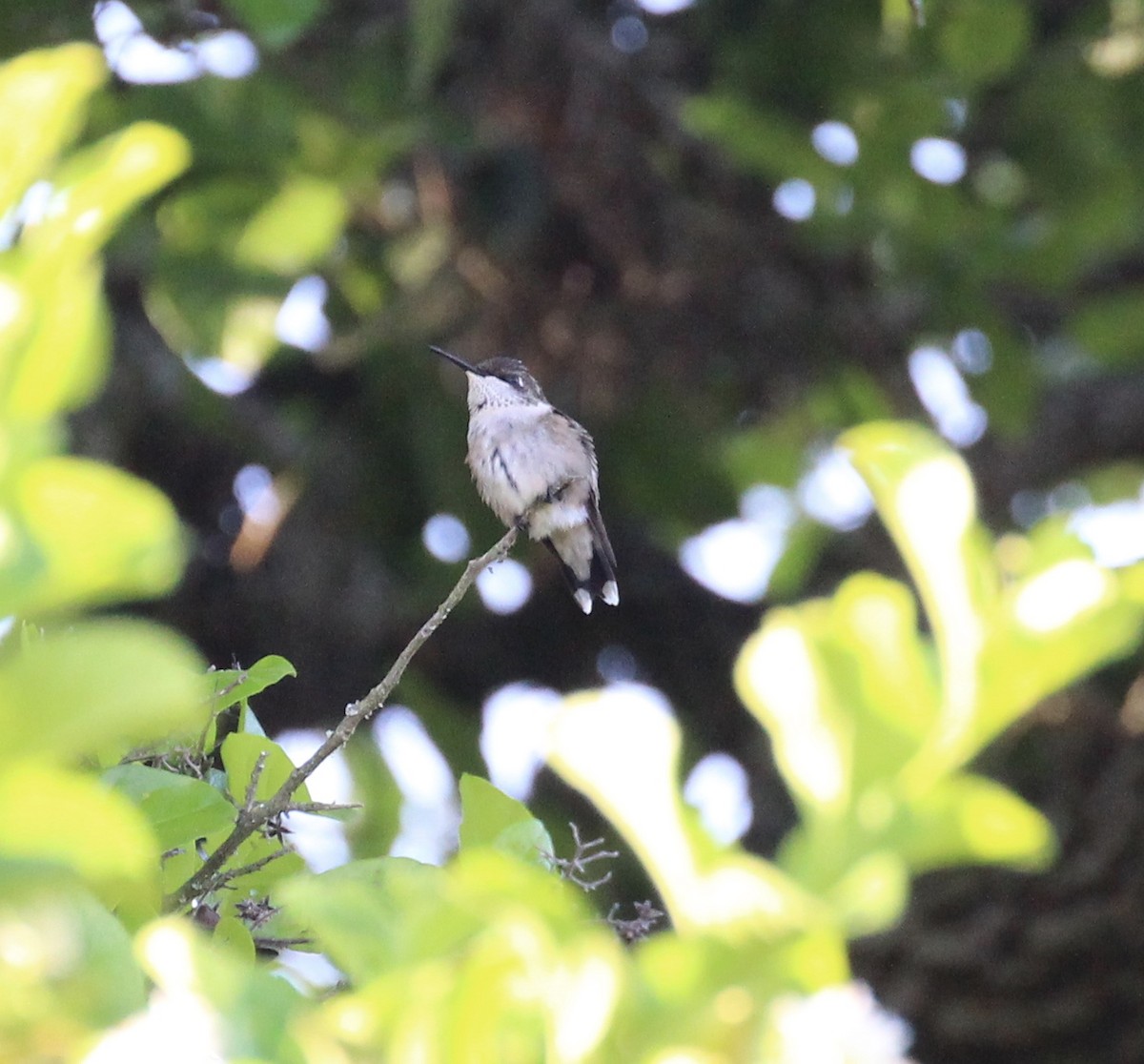 Black-chinned Hummingbird - ML609144816