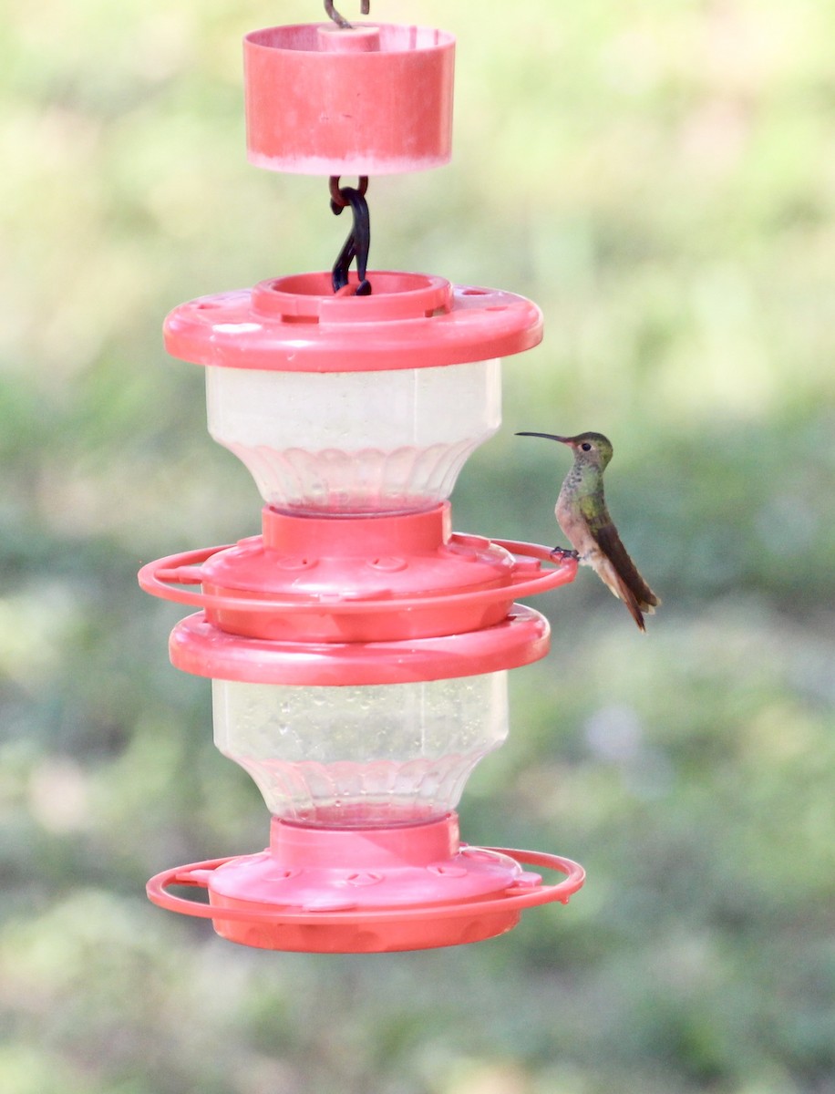 Buff-bellied Hummingbird - ML609144849
