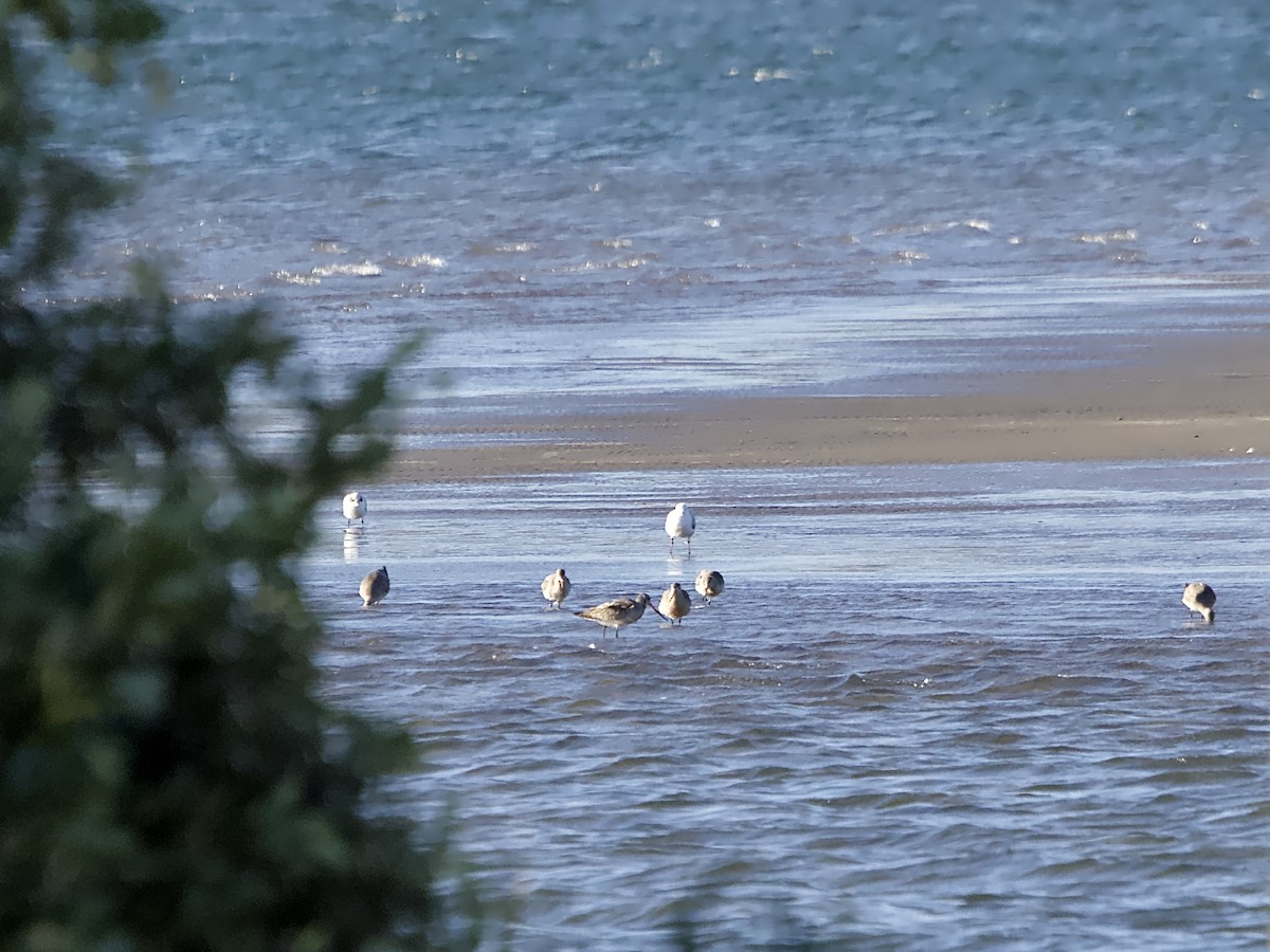 eBird Checklist 22 Sep 2023 Pelican Island Sandbanks (Macleay River
