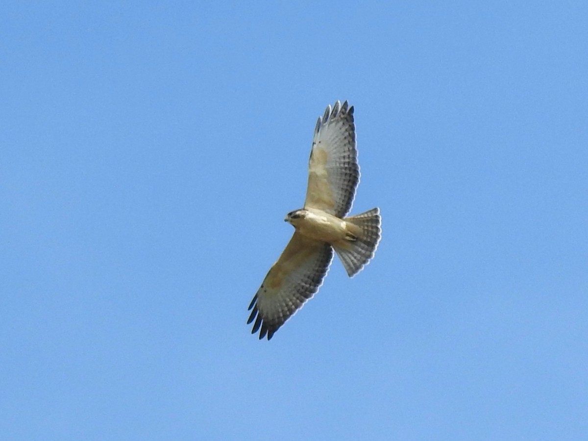 Short-tailed Hawk - ML609145101