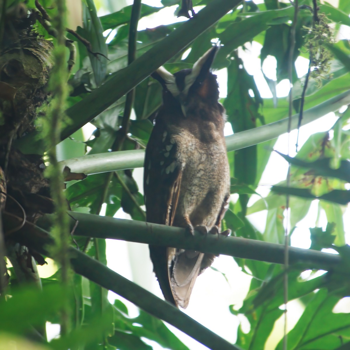Crested Owl - ML609145170
