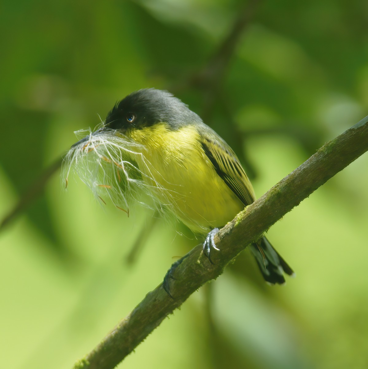 Common Tody-Flycatcher - ML609145181