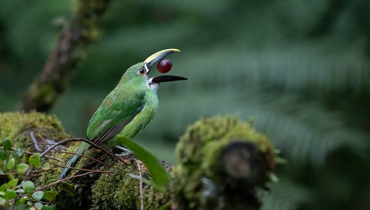 Southern Emerald-Toucanet - ML609145230