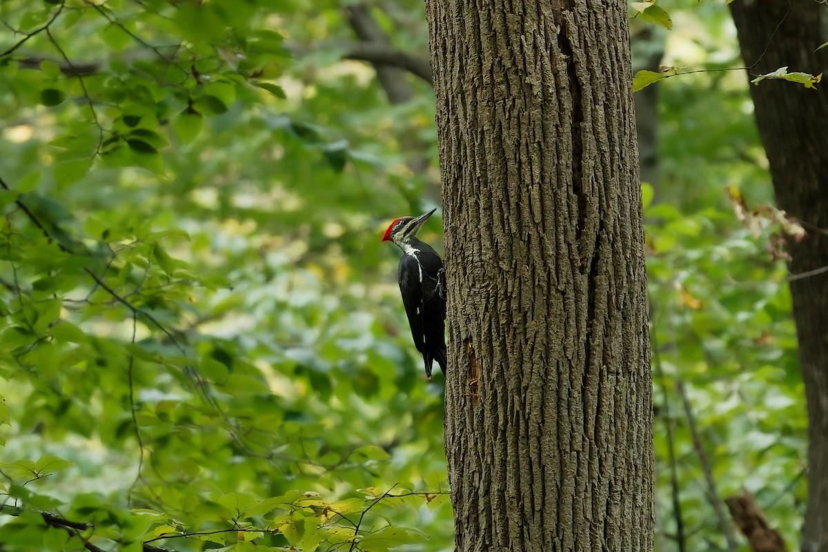 Pileated Woodpecker - ML609145250
