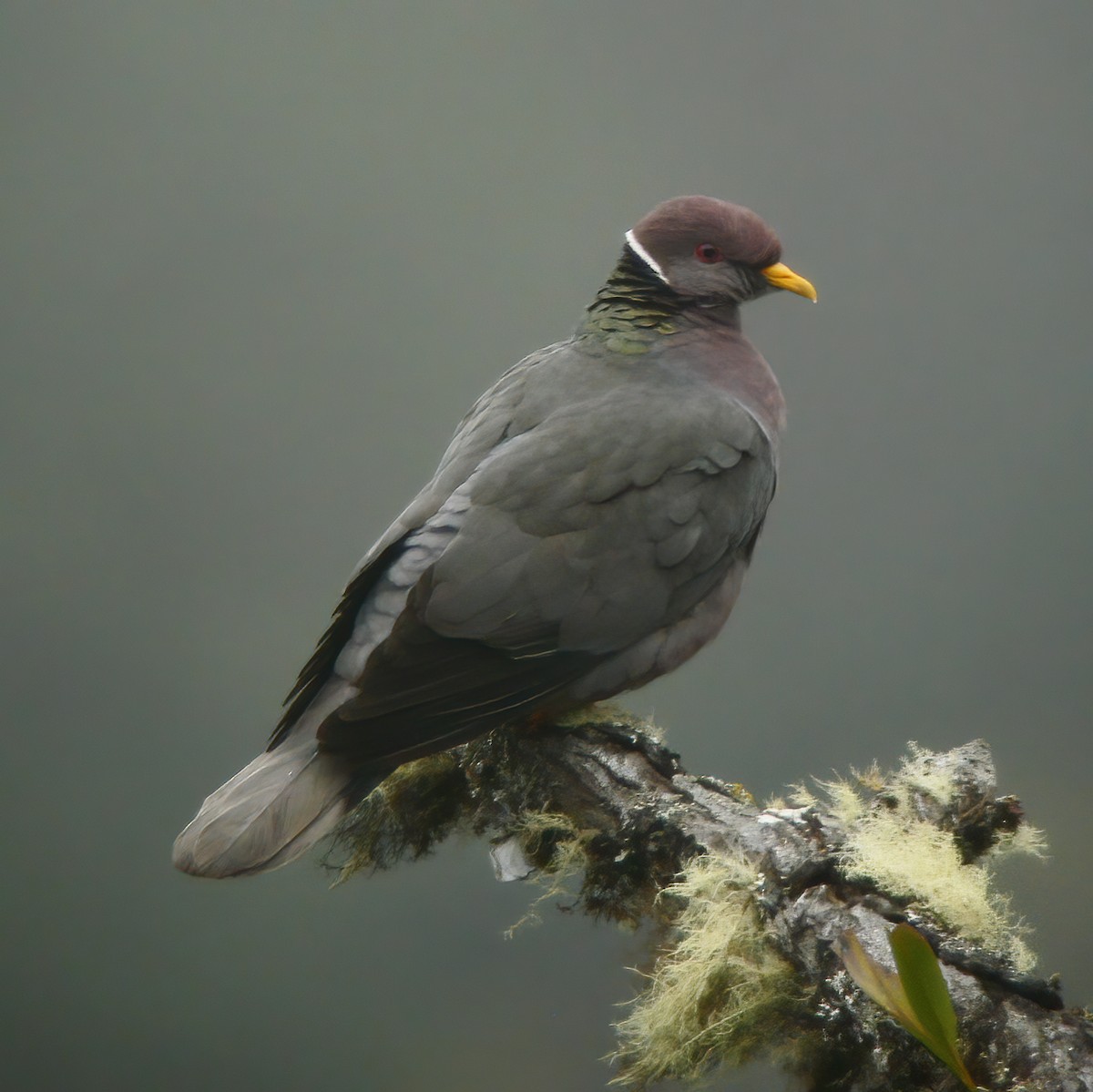 Band-tailed Pigeon - ML609145256