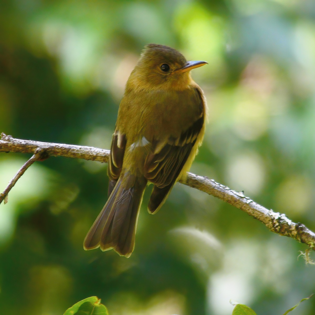 Ochraceous Pewee - ML609145273