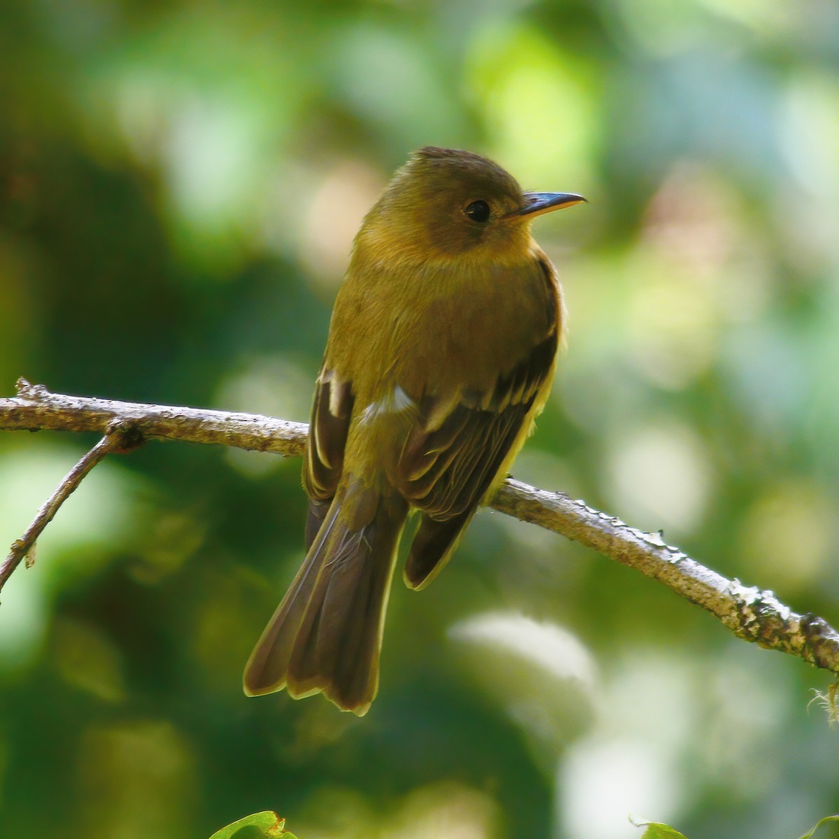 Ochraceous Pewee - ML609145274