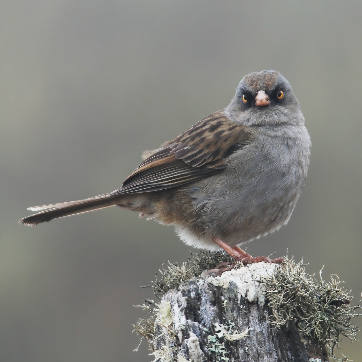 Volcano Junco - Gary Rosenberg