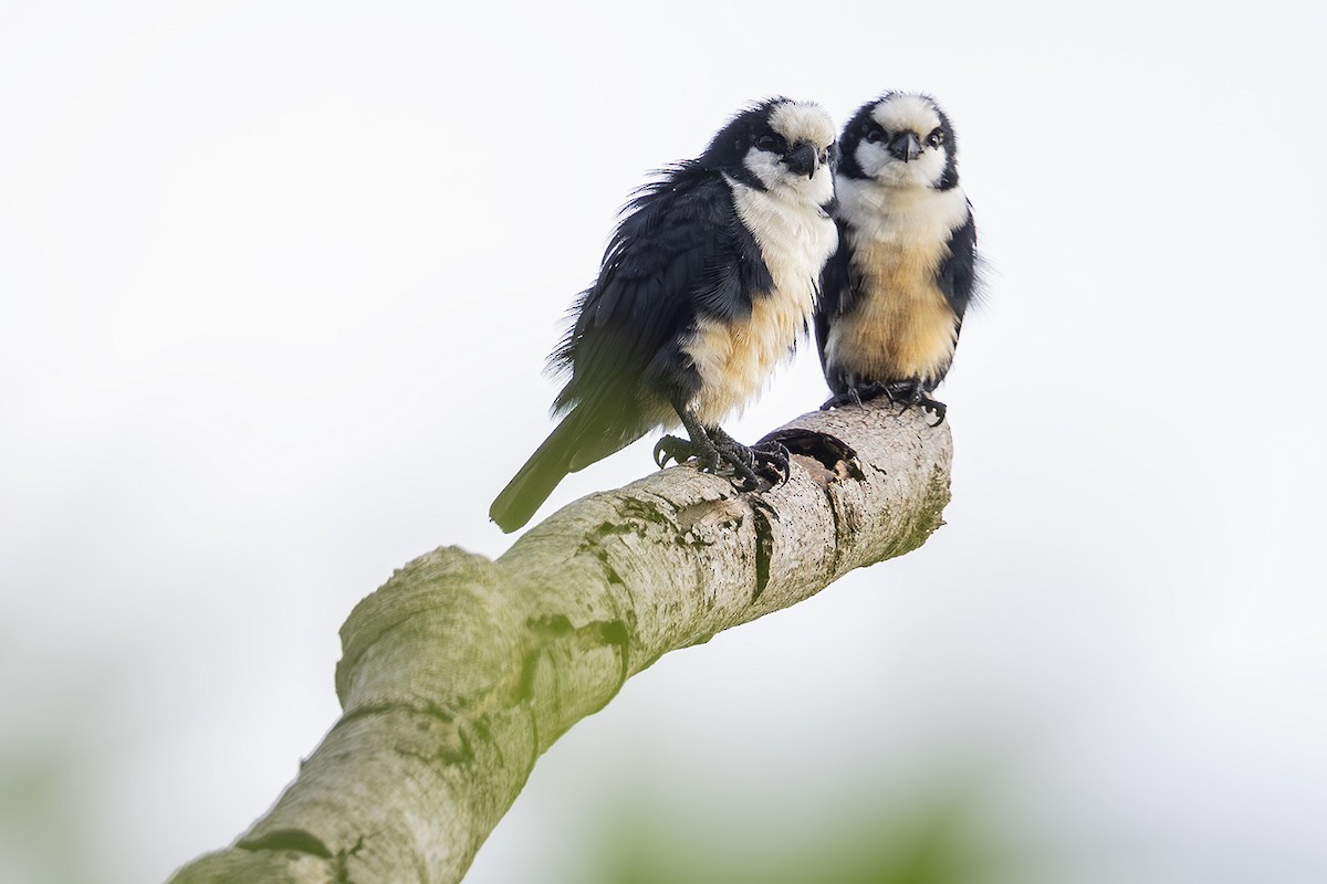 White-fronted Falconet - ML609145424