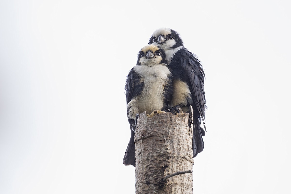 White-fronted Falconet - ML609145425