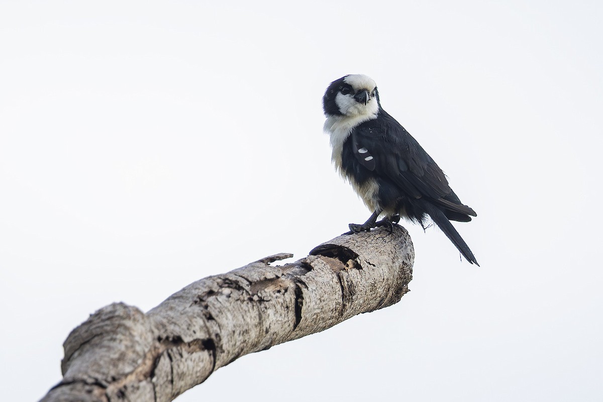 White-fronted Falconet - ML609145426
