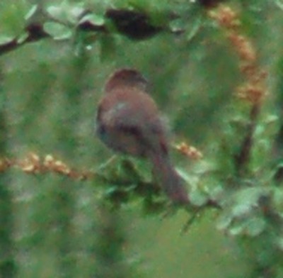 Five-striped Sparrow - ML609145613