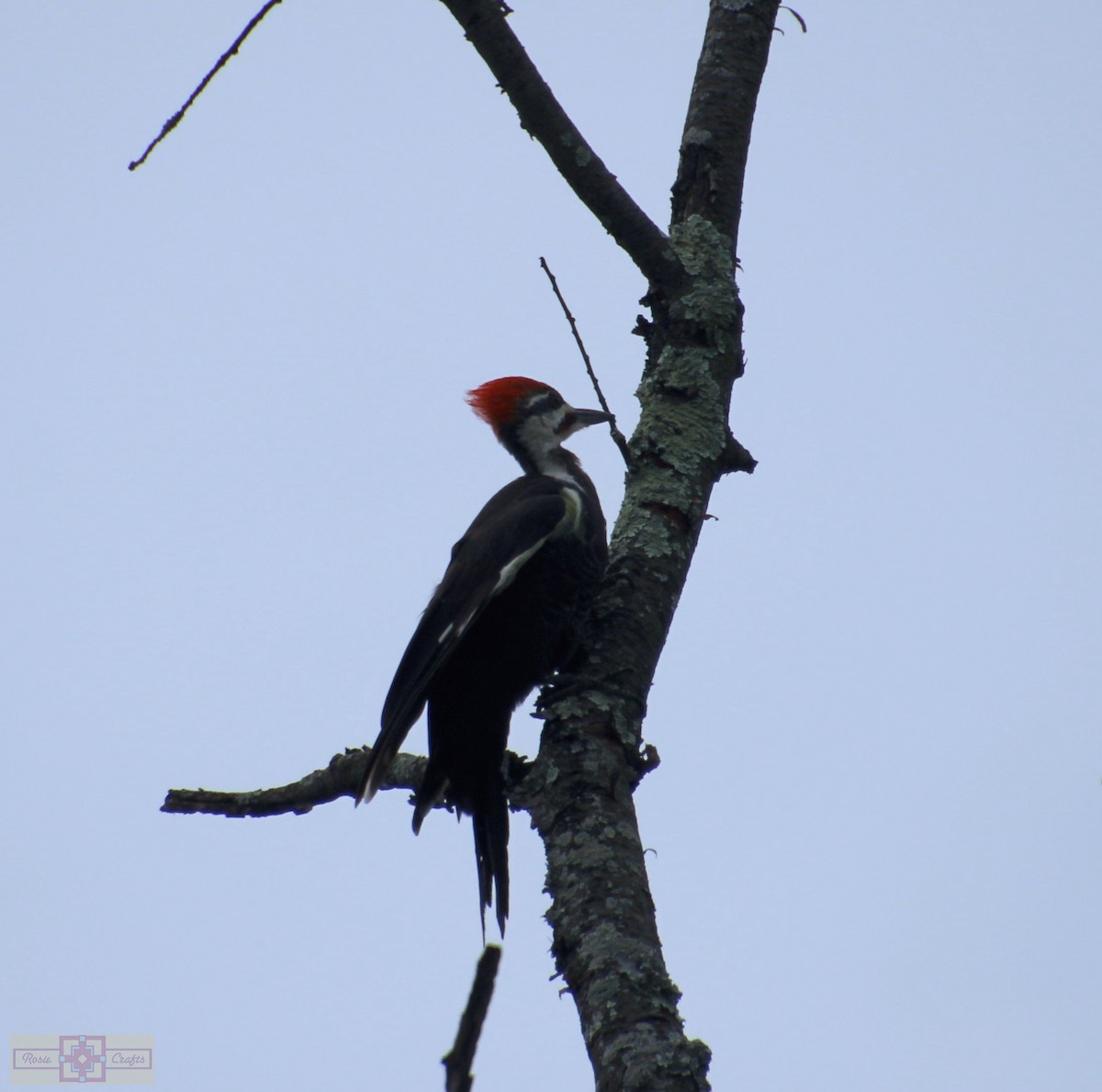 Pileated Woodpecker - ML609145793