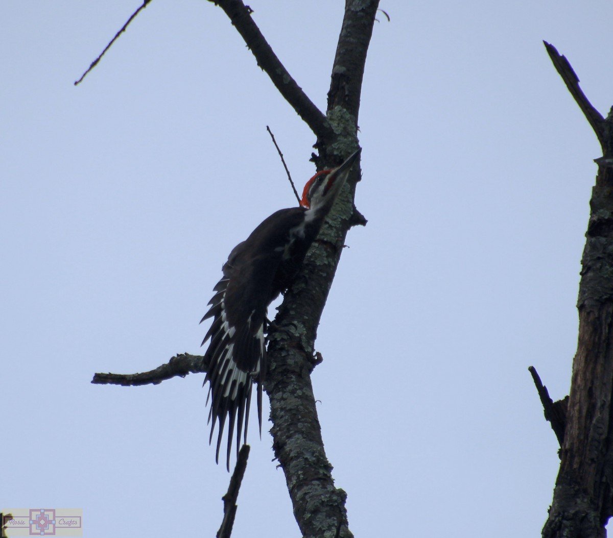 Pileated Woodpecker - ML609145801
