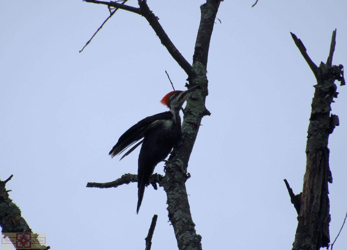 Pileated Woodpecker - ML609145804