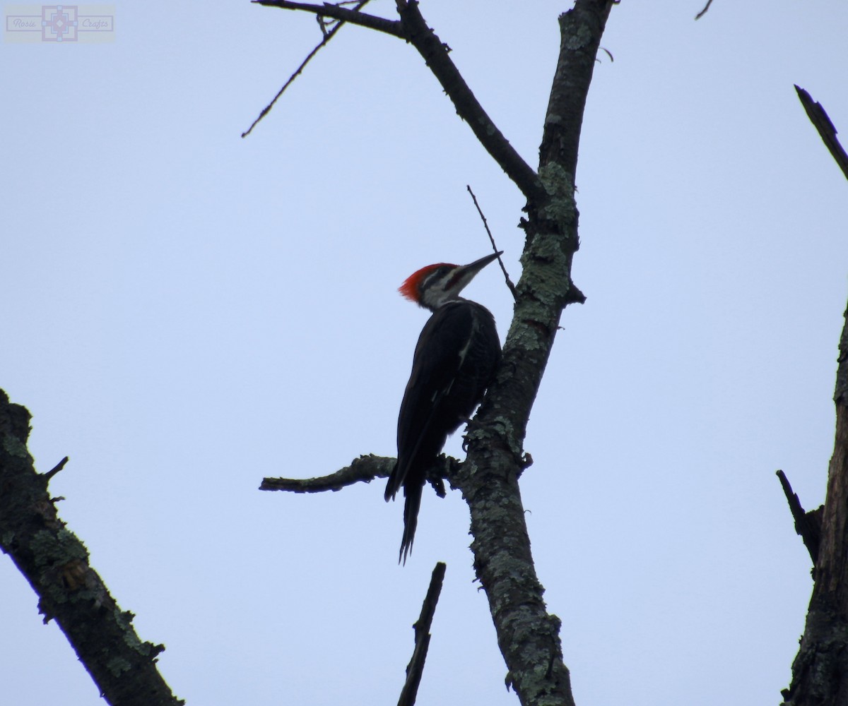 Pileated Woodpecker - ML609145807