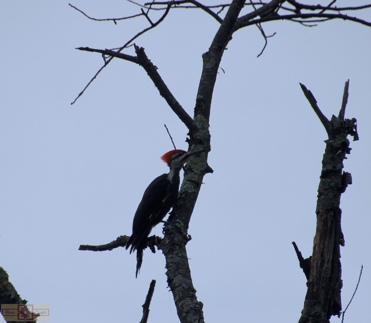 Pileated Woodpecker - ML609145813