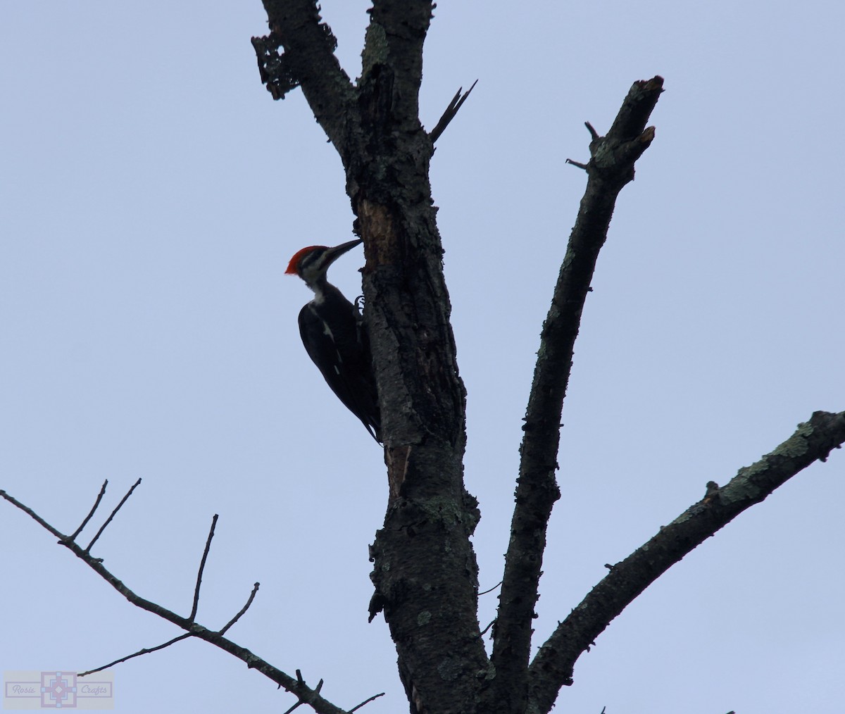 Pileated Woodpecker - ML609145820