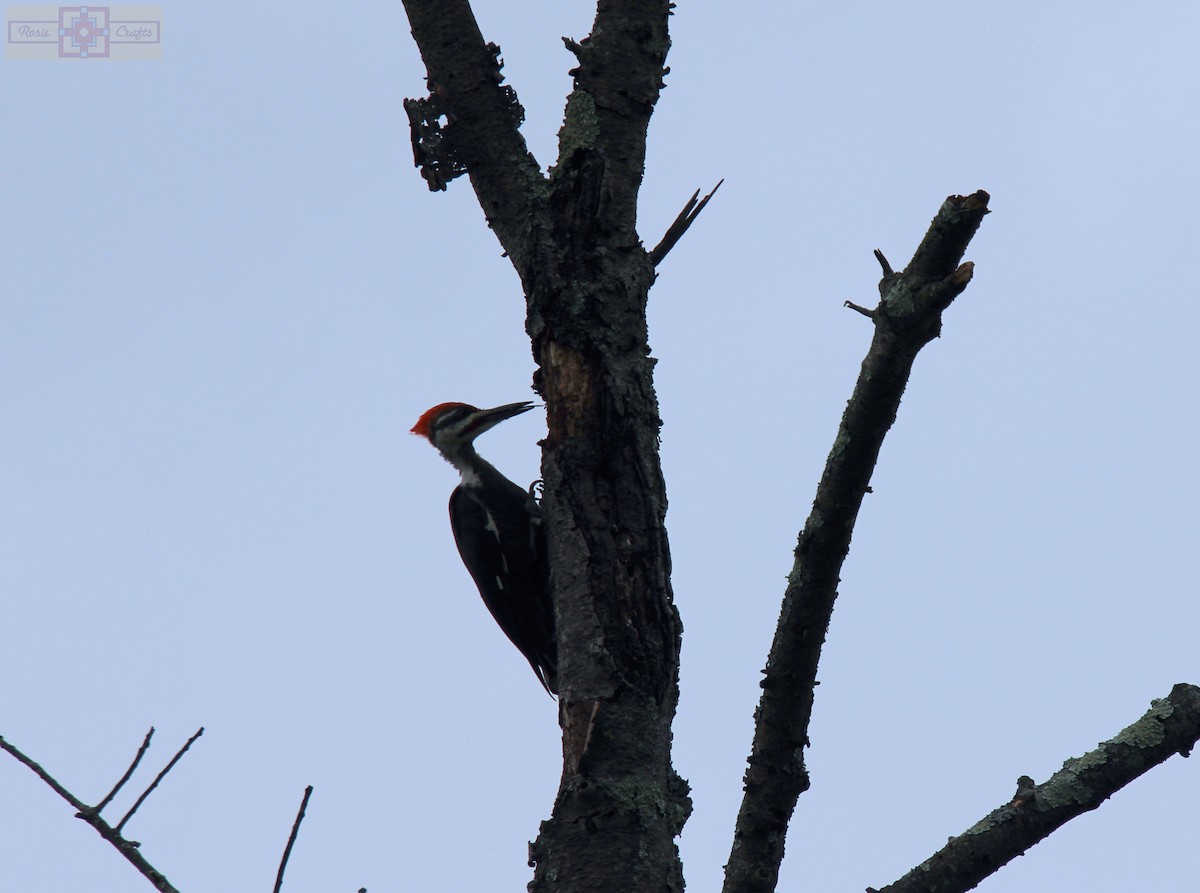 Pileated Woodpecker - ML609145828