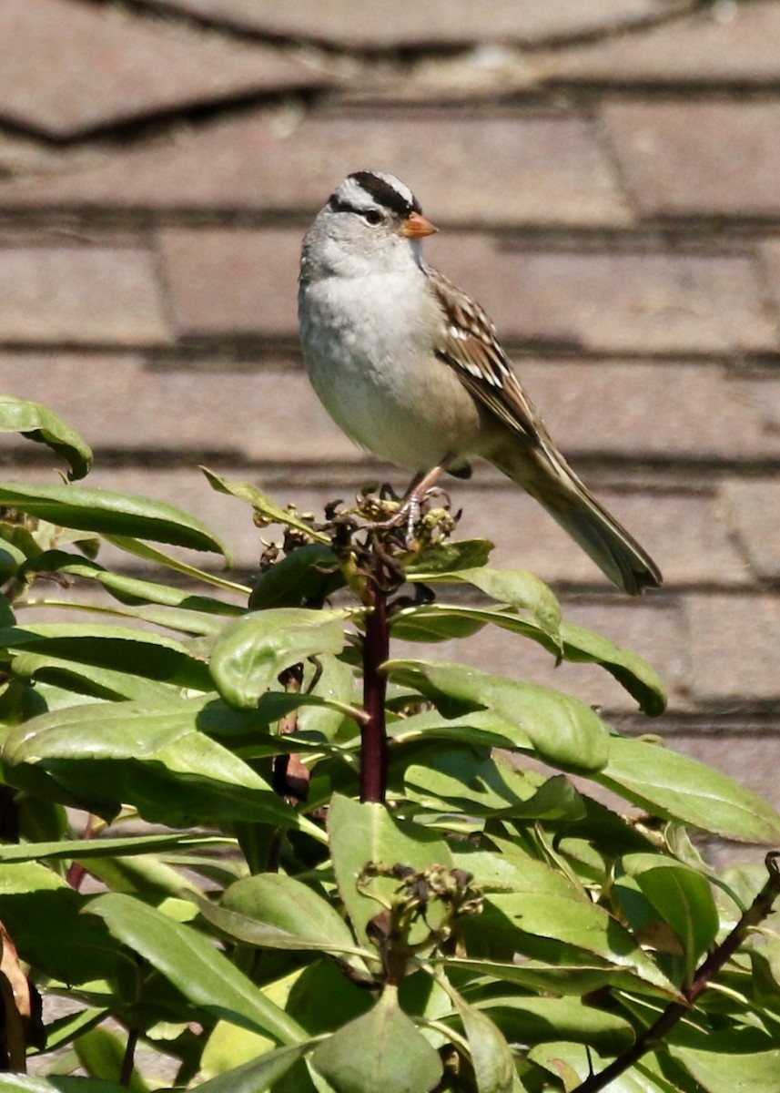 White-crowned Sparrow - ML609145839
