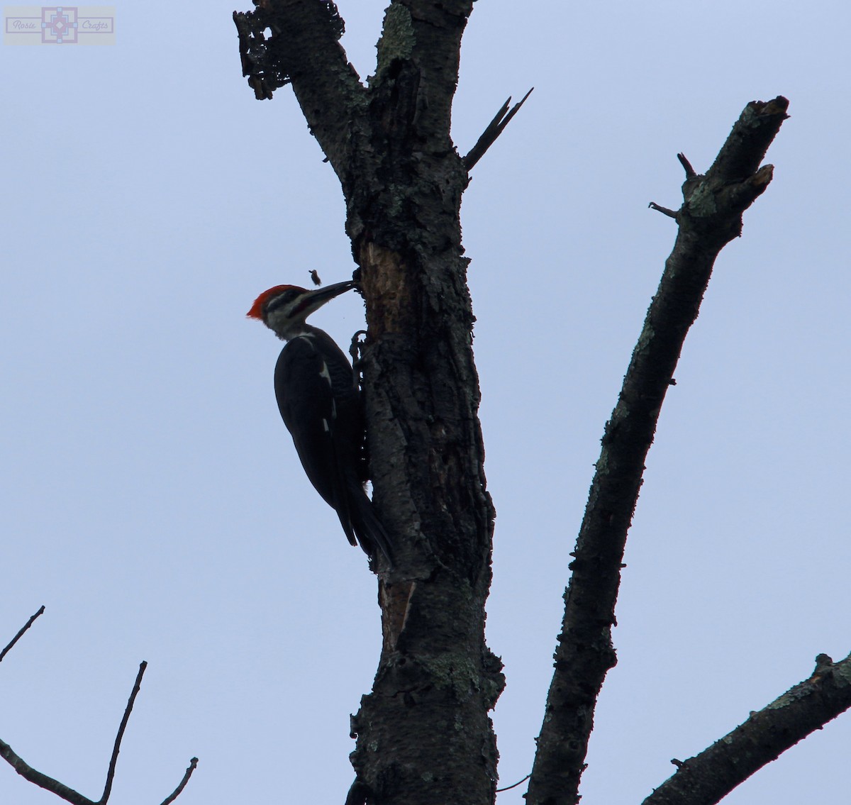Pileated Woodpecker - ML609145842
