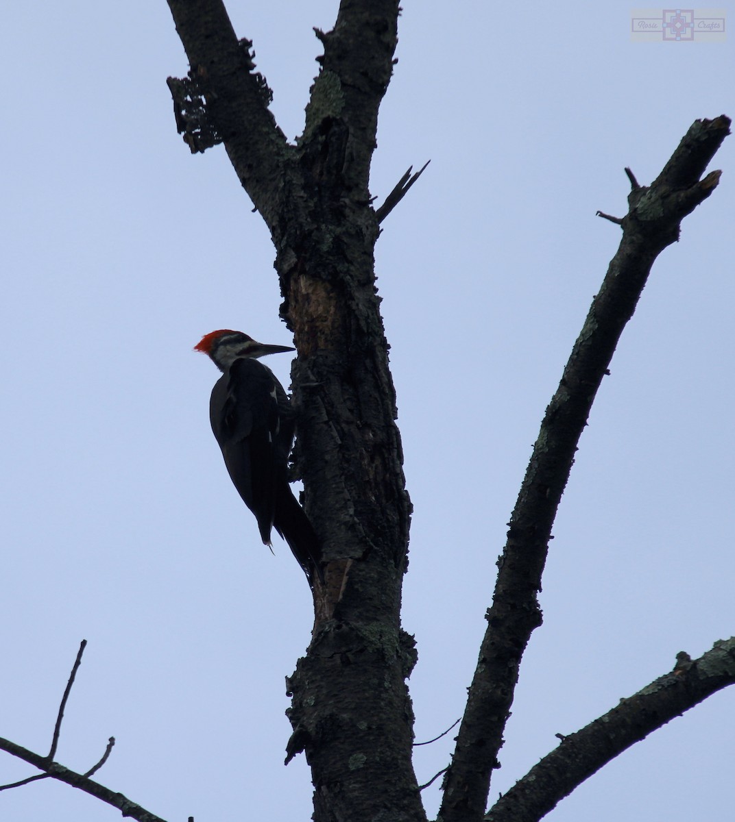 Pileated Woodpecker - ML609145851