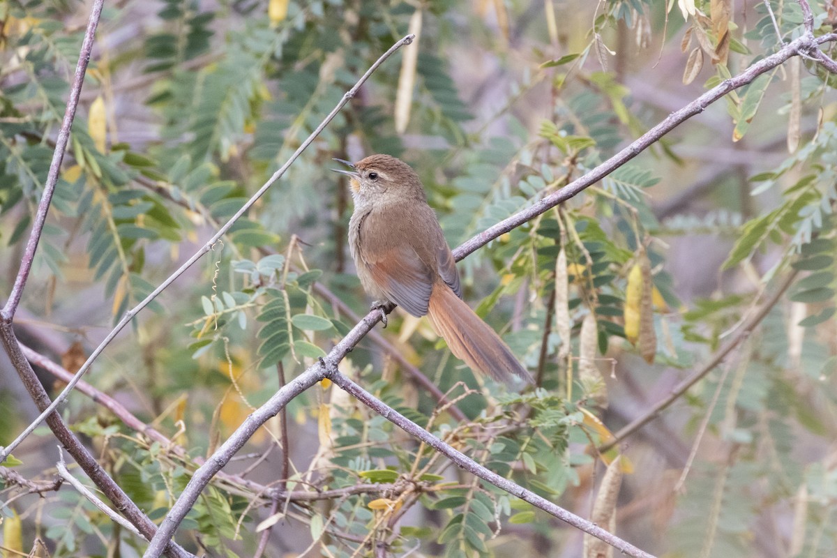 Rusty-fronted Canastero - ML609145882