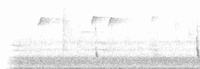 Hermit Thrush (faxoni/crymophilus) - ML609146034