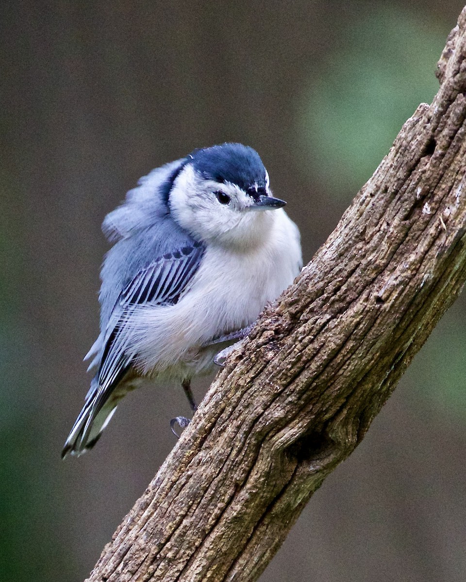 White-breasted Nuthatch - ML609146046
