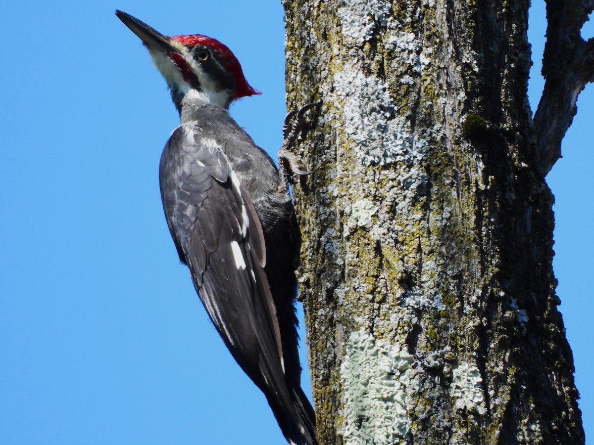 Pileated Woodpecker - ML609146310