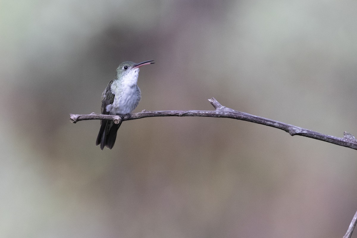 White-bellied Hummingbird - ML609146521