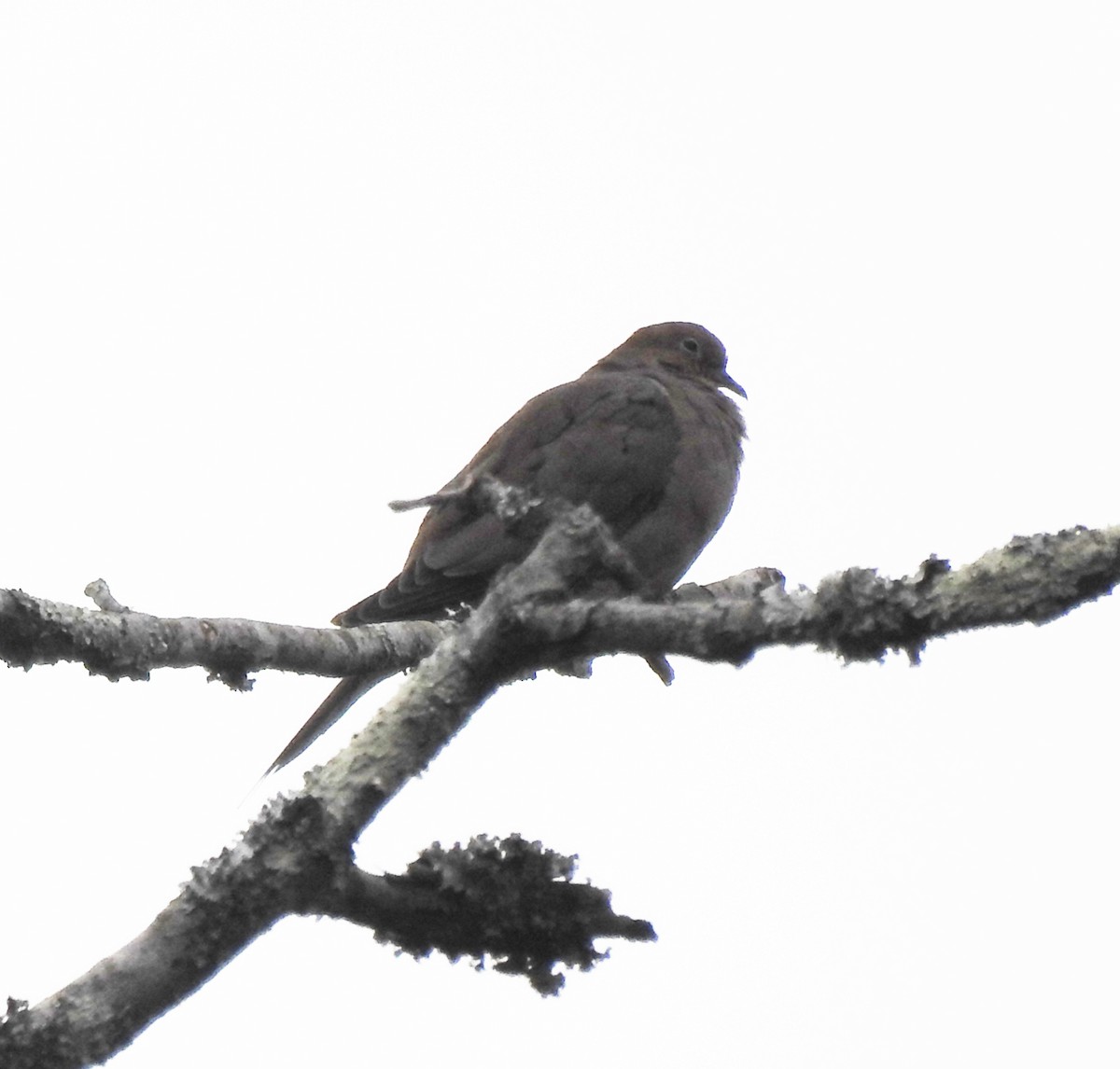 Mourning Dove - ML609146728
