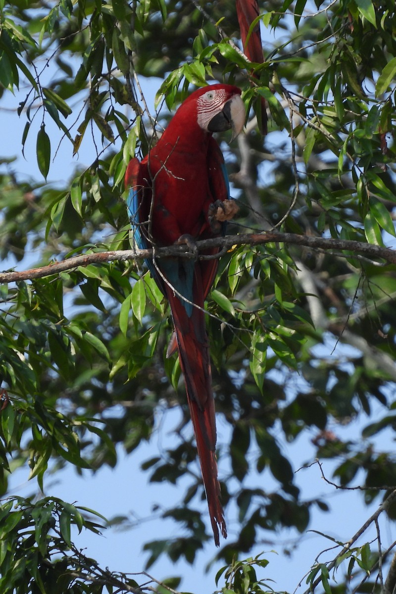 Red-and-green Macaw - ML609146863