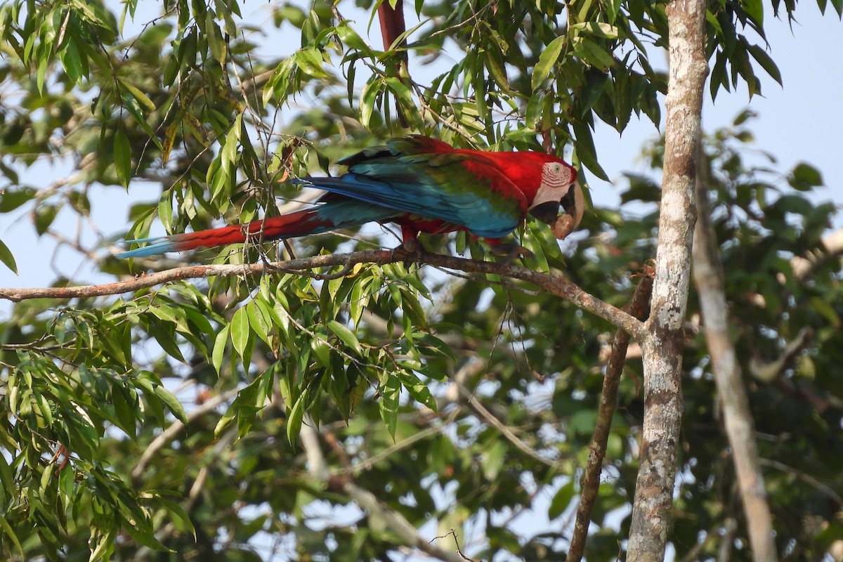 Red-and-green Macaw - ML609146864