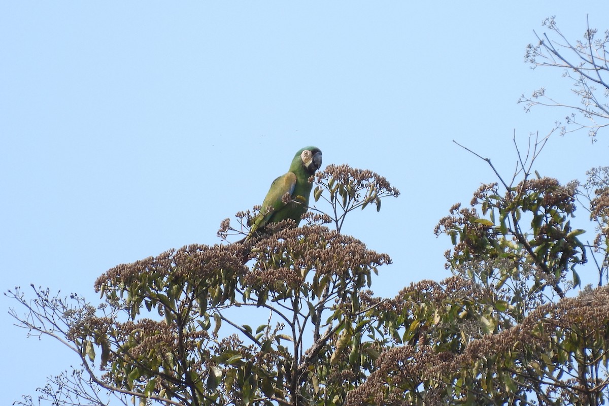Chestnut-fronted Macaw - ML609146917