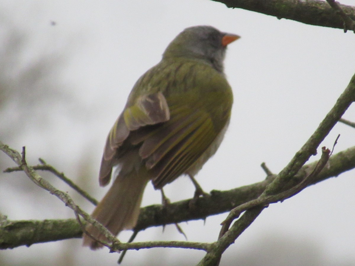 Great Pampa-Finch - ML609147037