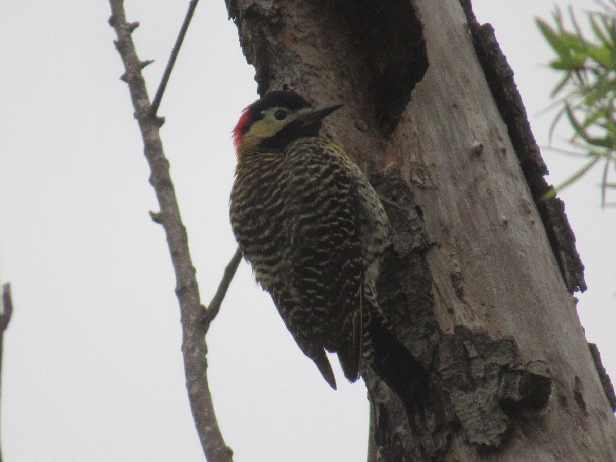 Green-barred Woodpecker - ML609147047