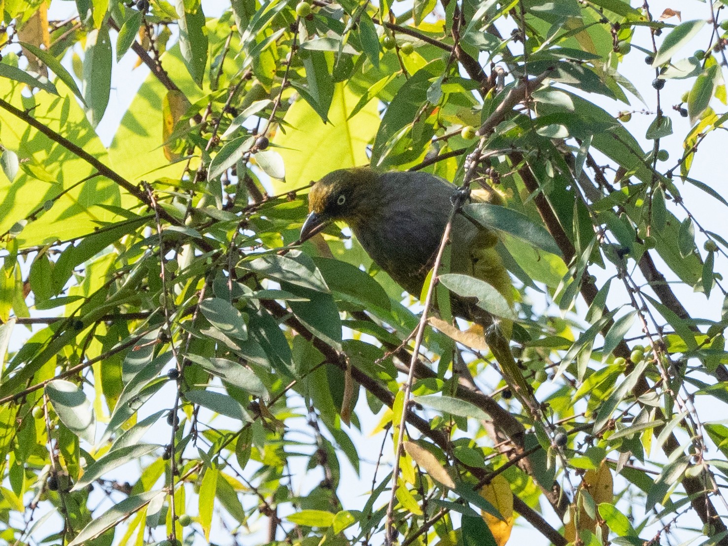 Pale-eyed Bulbul - eBird