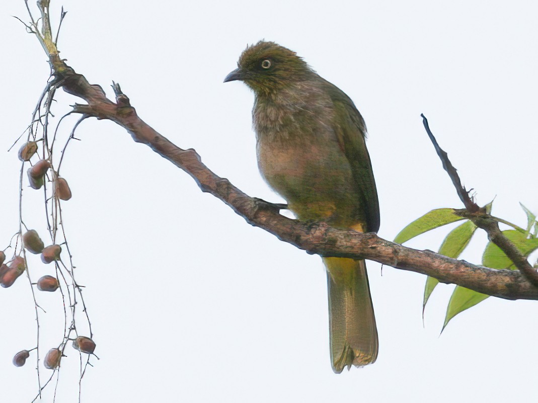 Stripe-throated Bulbul (Pale-eyed) - eBird