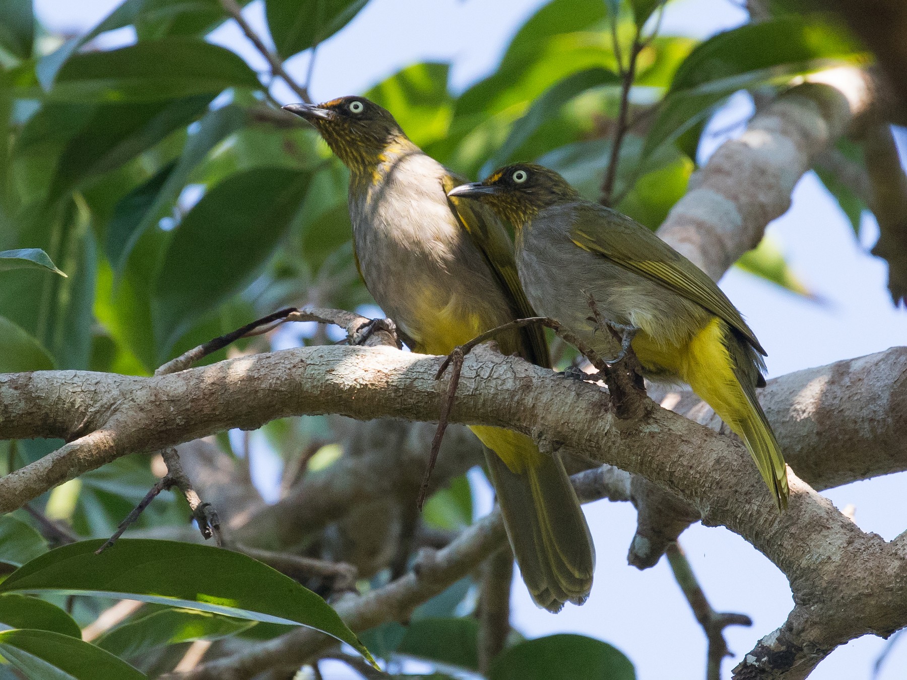 Stripe-throated Bulbul (Pale-eyed) - eBird