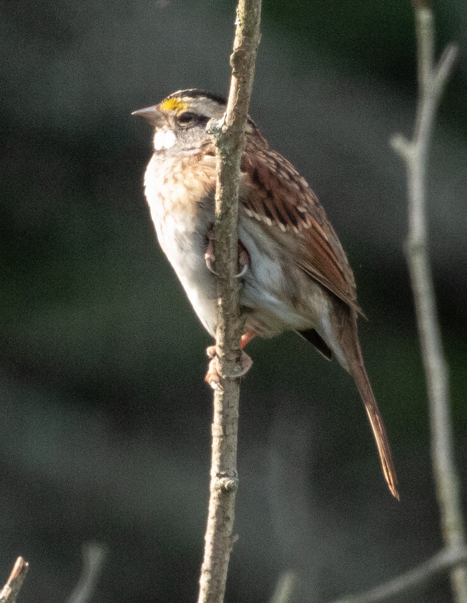 White-throated Sparrow - ML609147180