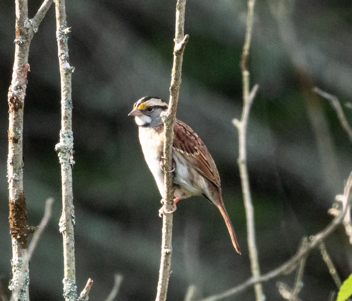 White-throated Sparrow - ML609147181