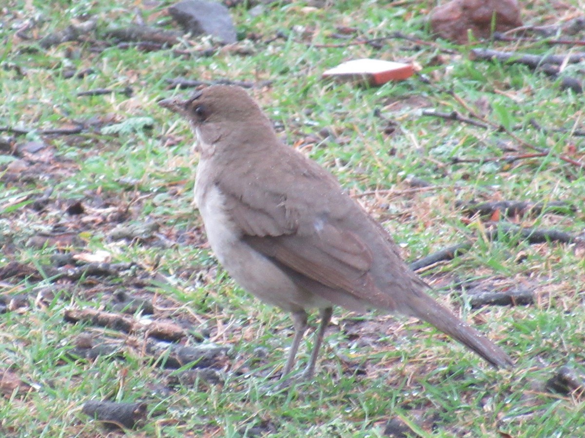 Creamy-bellied Thrush - ML609147193