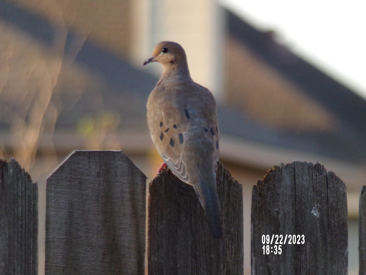 Mourning Dove - ML609147213