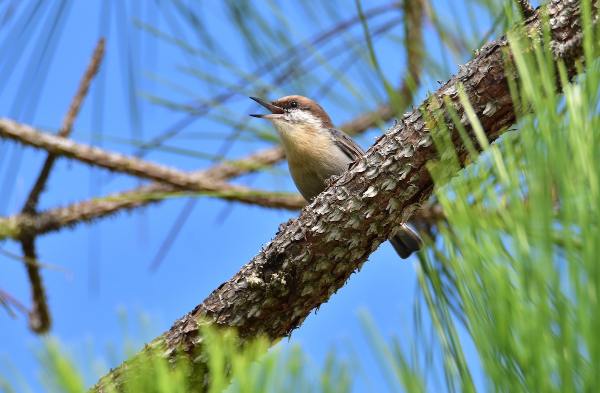 Brown-headed Nuthatch - ML609147400