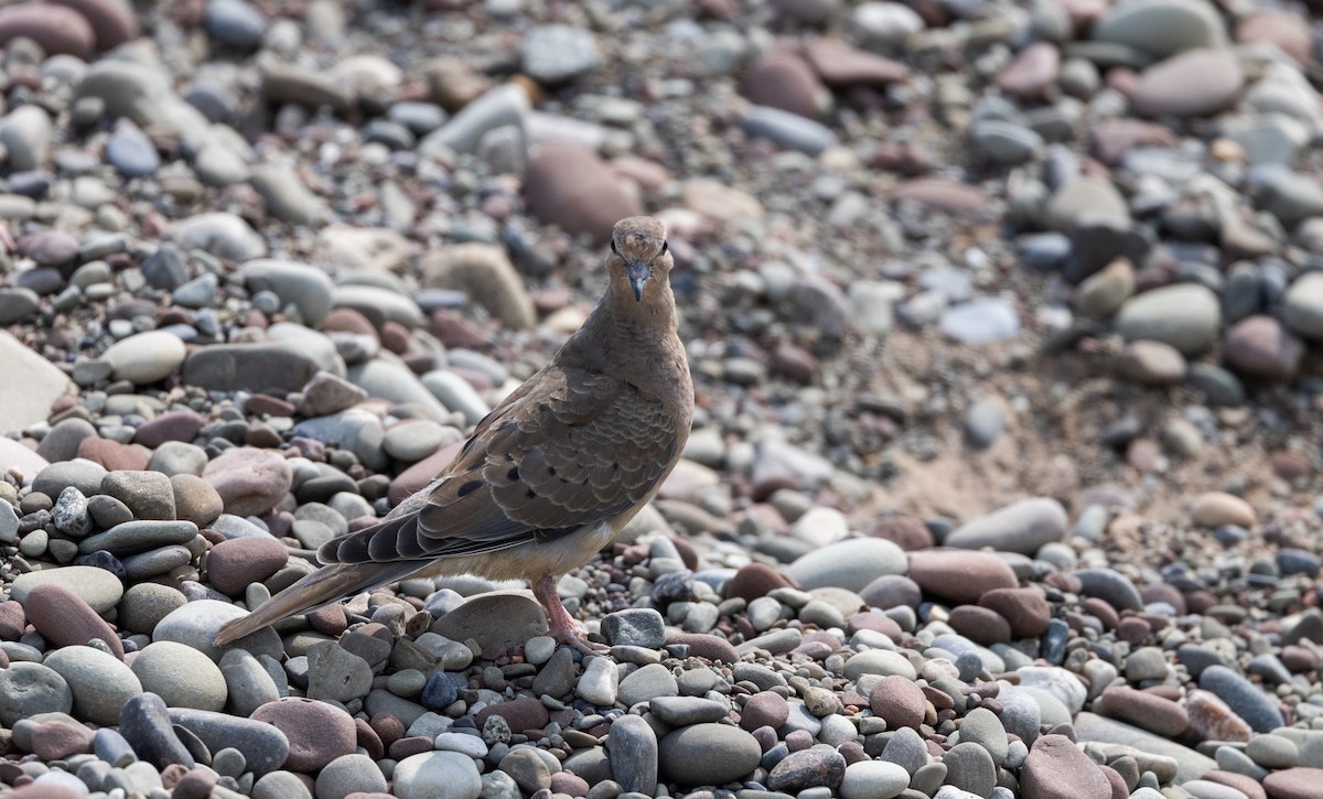Mourning Dove - ML609147632
