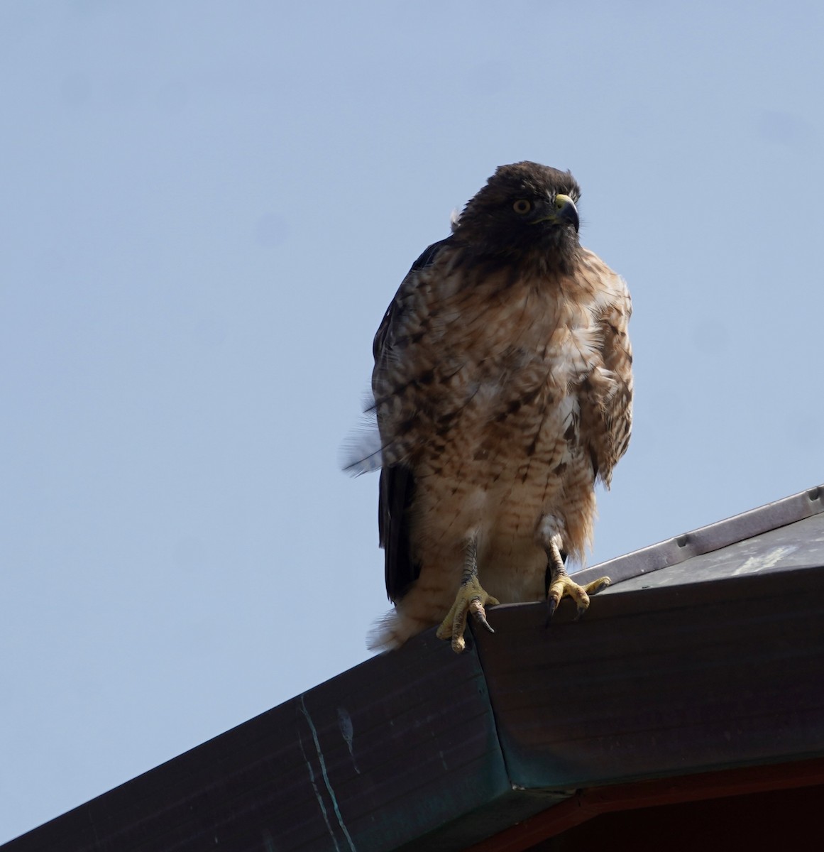 Red-tailed Hawk - ML609147795