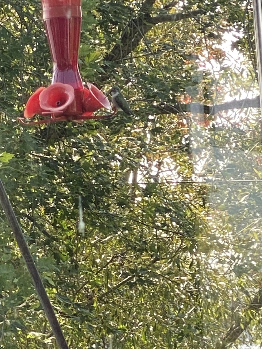 Ruby-throated Hummingbird - ML609147922